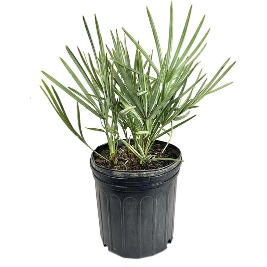 7 Gallon Silver Saw Palmetto
