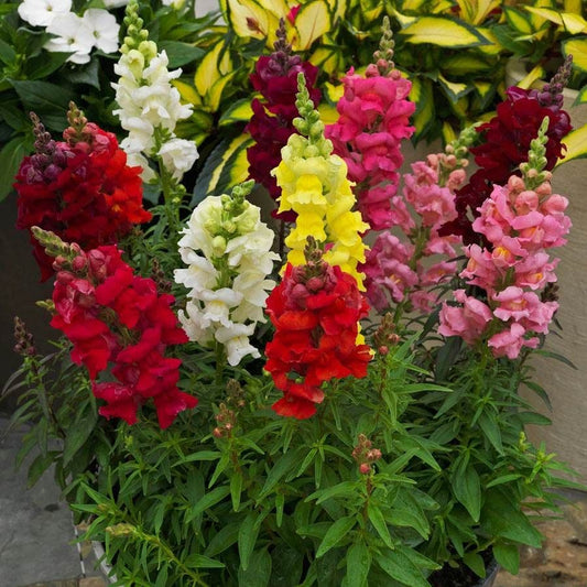 4.5" Sonnet Snapdragon – Wrights Market