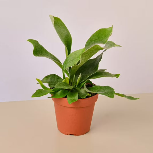 🌿 Staghorn Fern – 4” Pot