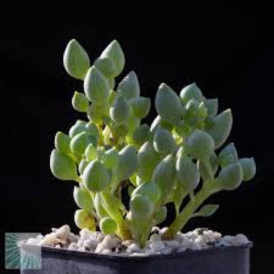 String of Lemons Succulent Hanging Basket