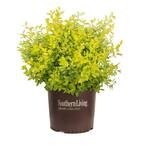 Ligustrum S. 'Sunshine' (3 Gal)