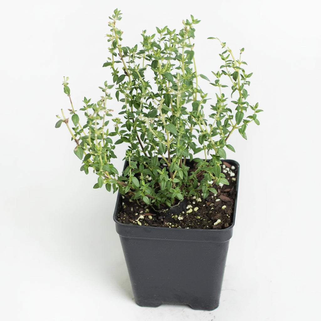 French Thyme (4")