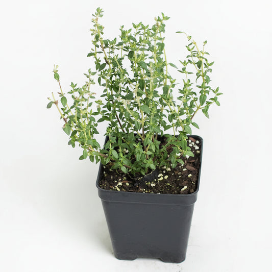 French Thyme (4")