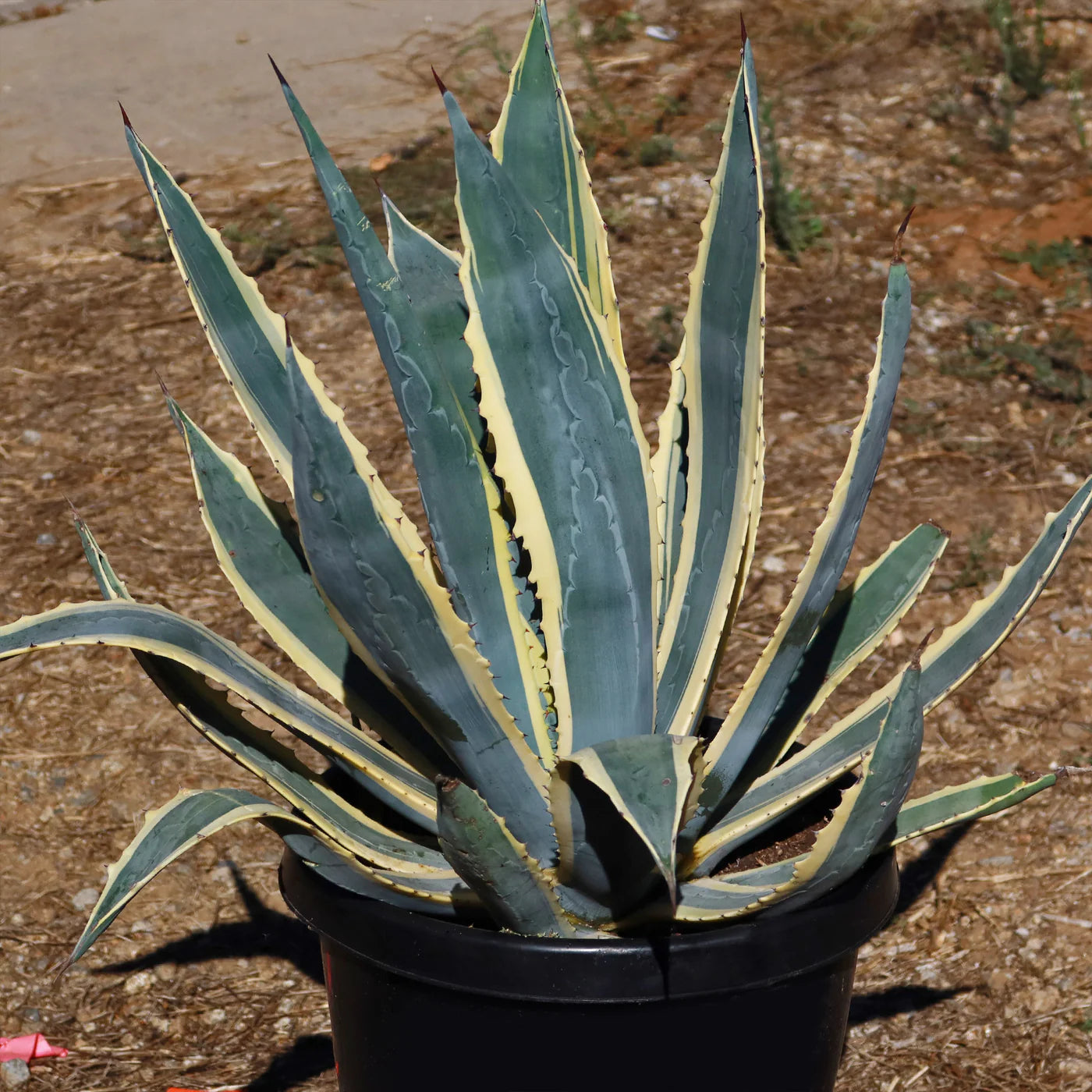 Century Plant 3g (Agave)
