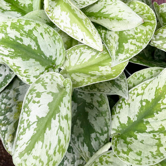 🌿 Philodendron “Satin Philly” (Scindapsus pictus)
