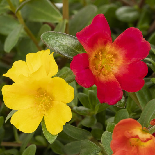 Purselane (Hanging Basket)