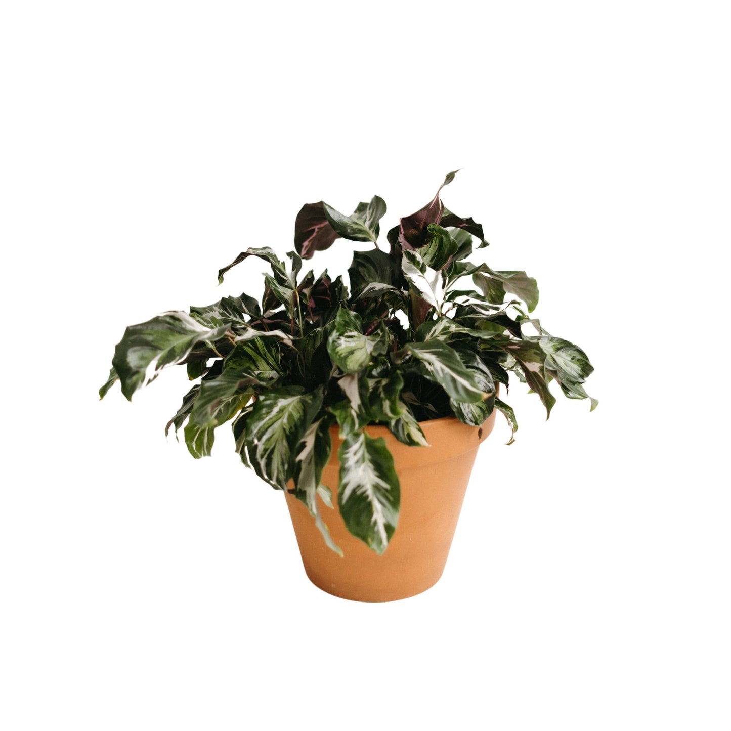 2 Gallon Calathea Stella