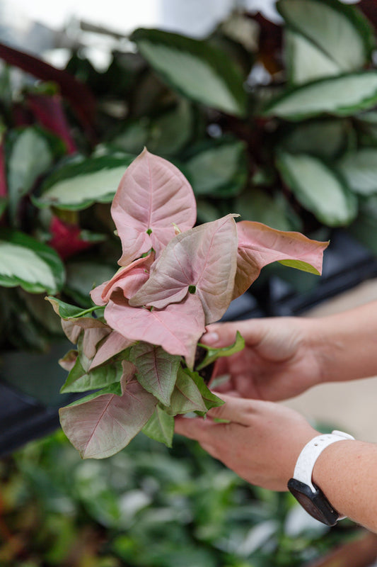 4" Syngonium Pink