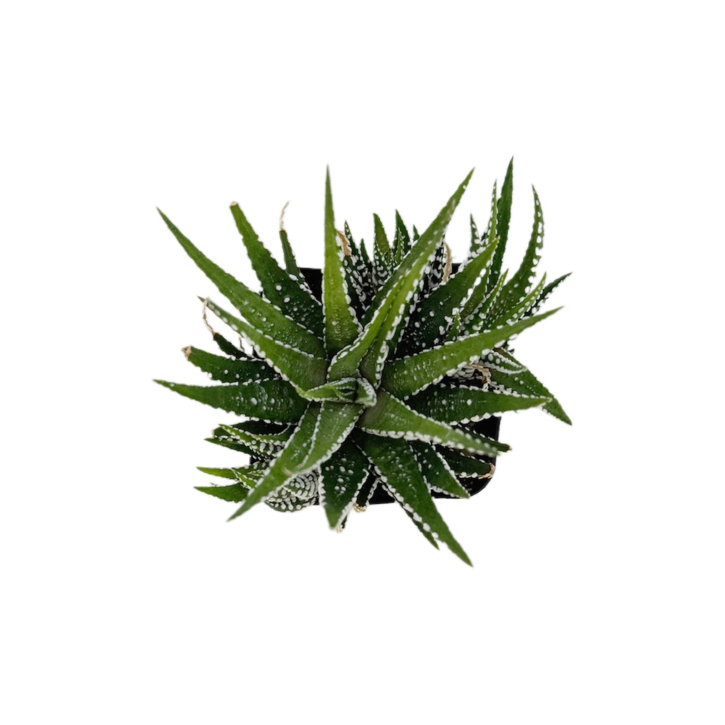 Zebra Plant | 2.5 inch | Haworthia fasciata