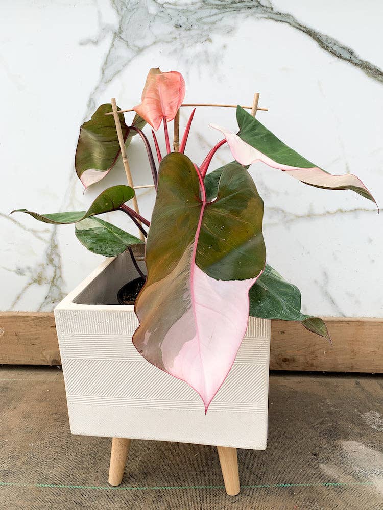 6" Pink Princess Philodendron
