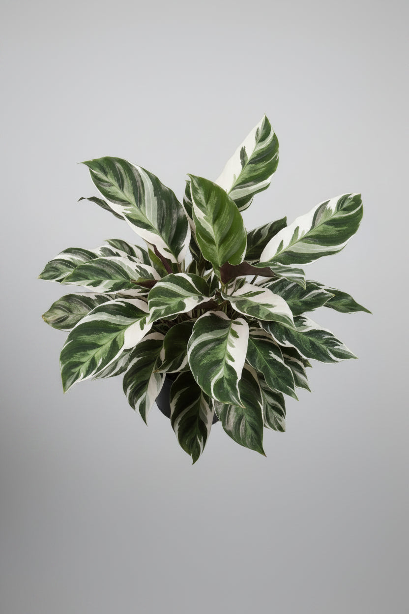 6" Calathea Assorted Varieties (Individually Priced)