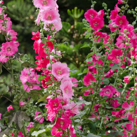 Alcea (Hollyhock) 4.5"
