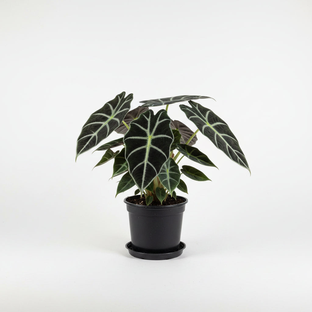 Alocasia Black Velvet (4")