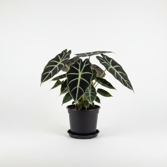 Alocasia Black Velvet (4")