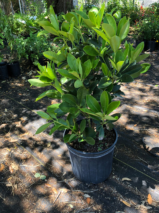 Anise (3 Gallon)