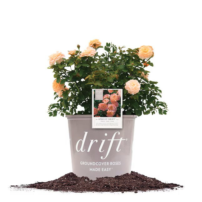 Drift Rose (3 Gallon)