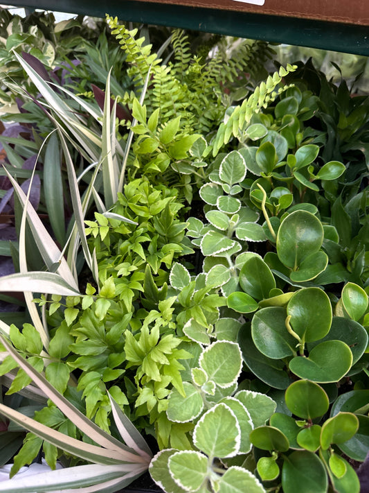 3” Assorted Foliage