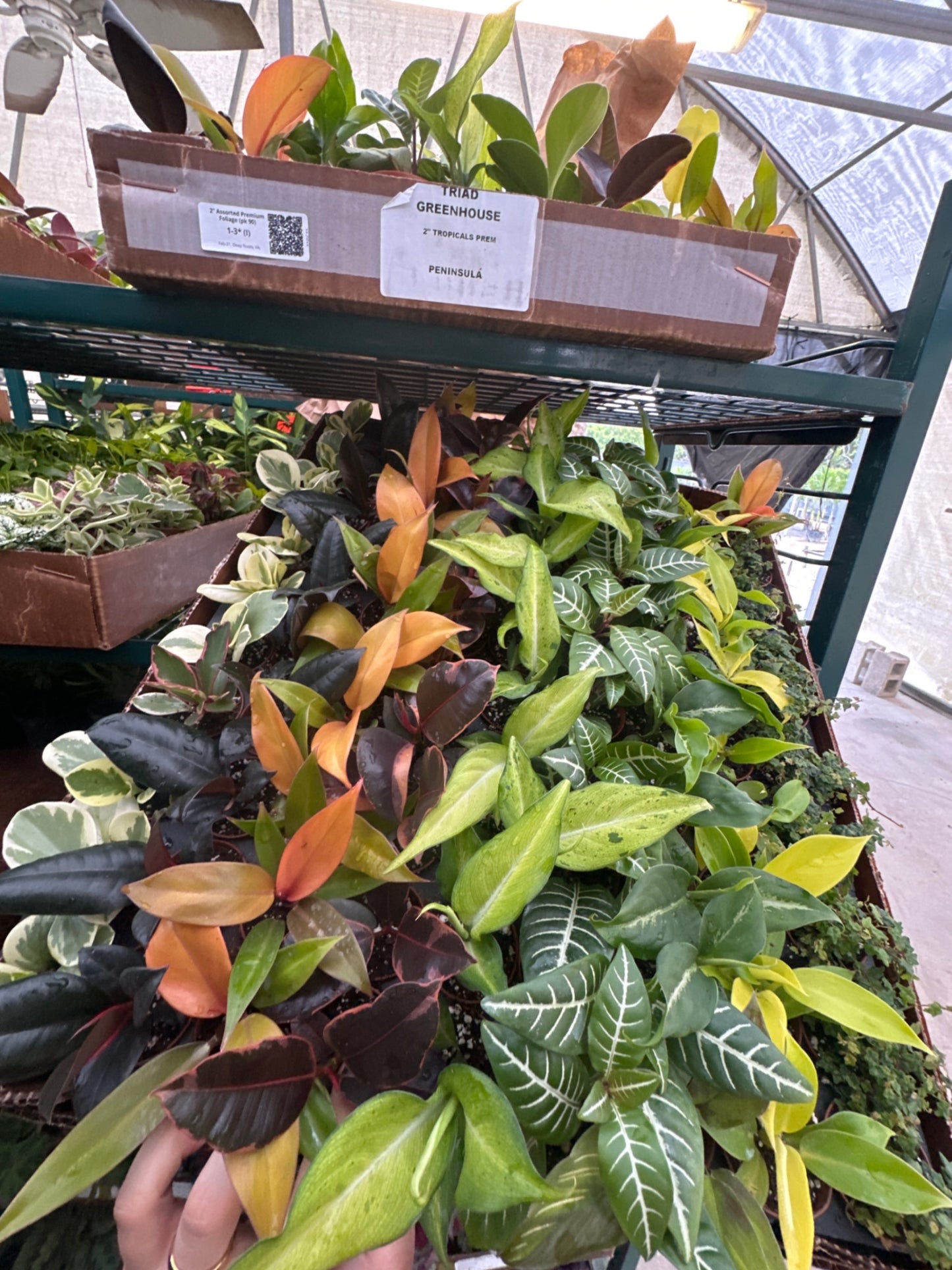 2" Assorted Premium Foliage