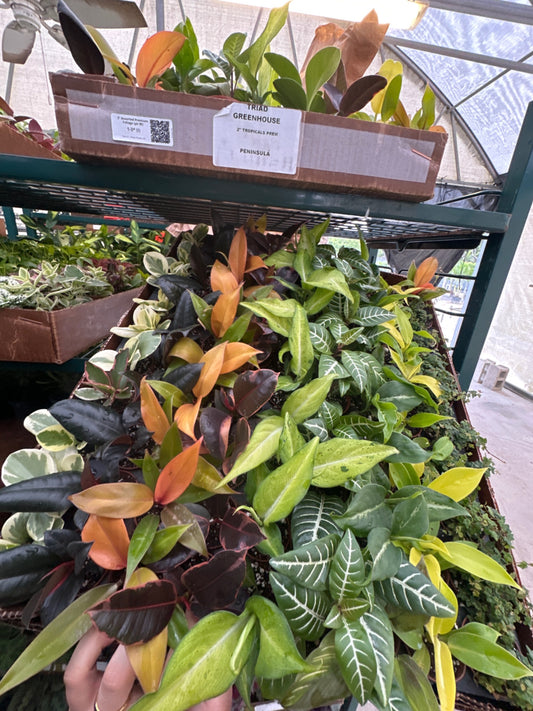 2" Assorted Premium Foliage