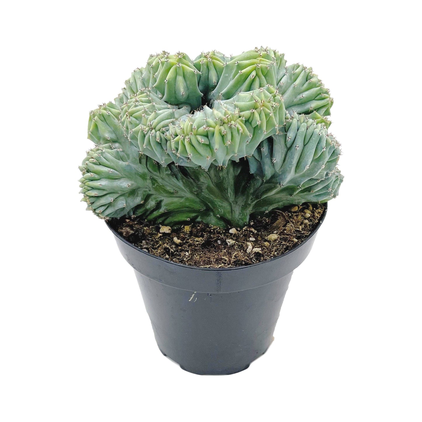 Crested Blue Candle | 3.5 inch | Myrtillocactus geometrizans