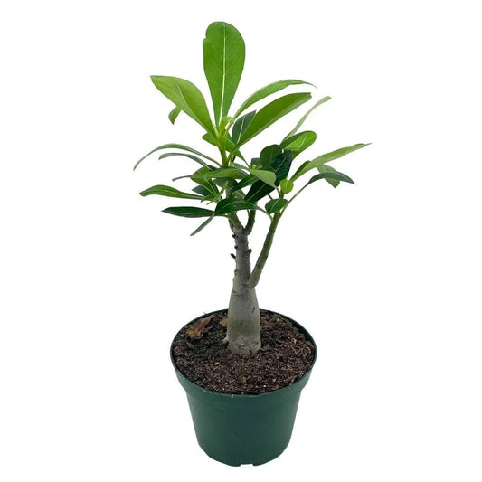 Desert Rose 4" Succulent
