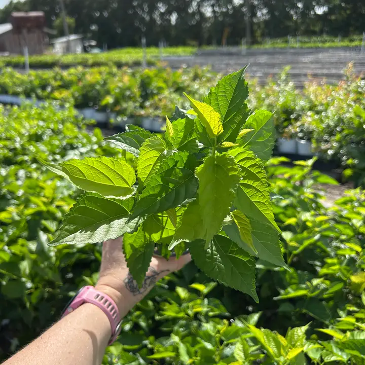 Assorted Fruit (4" Trees)