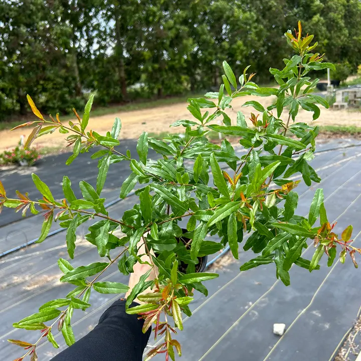 Assorted Fruit (4" Trees)