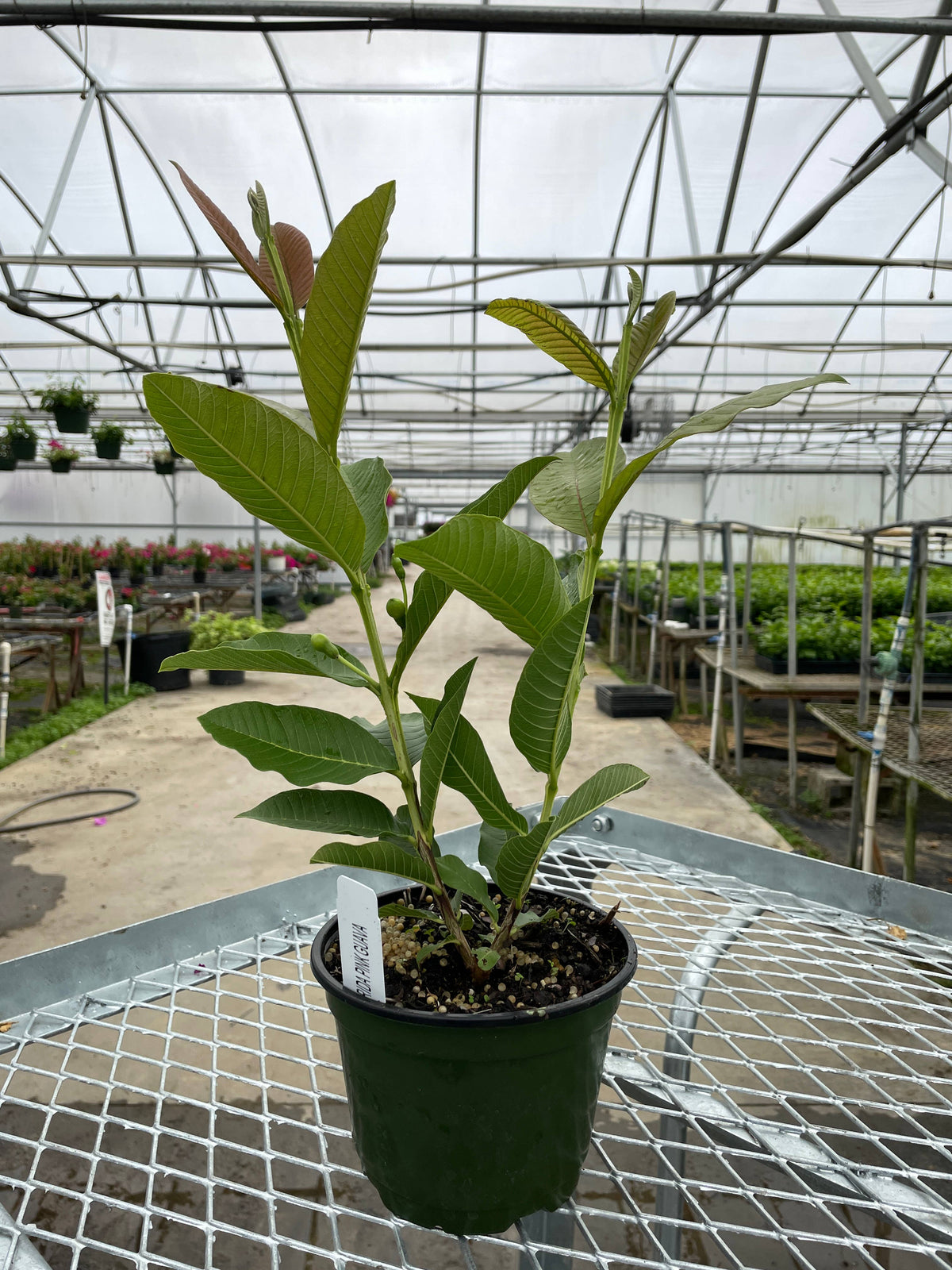 Assorted Fruit Trees (6")