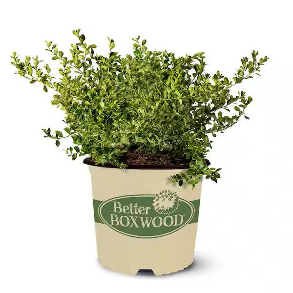 Better Boxwood® Babylon Beauty™ Boxwood – 1 Gallon