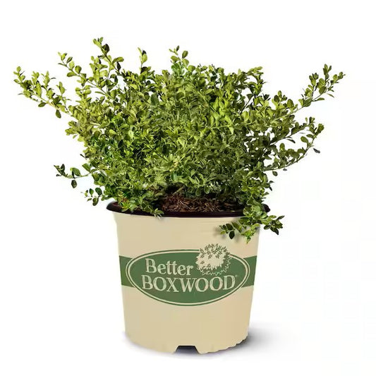 Better Boxwood® Babylon Beauty™ Boxwood – 1 Gallon