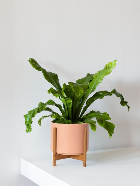 4.5" Victoria Bird’s Nest Fern (Asplenium nidus ‘Victoria’)