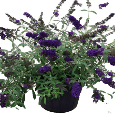 Buddleia ‘Black Knight’ — Butterfly Bush