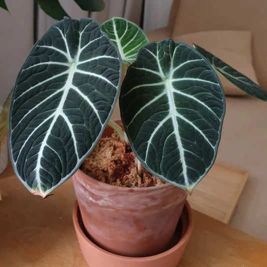 Alocasia Black Velvet (4")