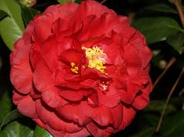 🌸 Bobbie Fain Camellia (Camellia japonica) – 1 Gallon