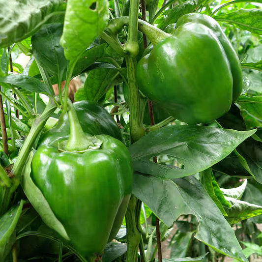 Sweet Bell Pepper Plants – Pack of 6