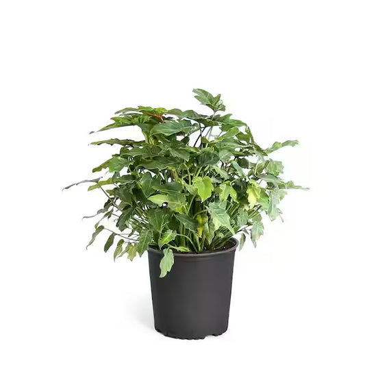 Philodendron 'Xanadu' (3 Gal)