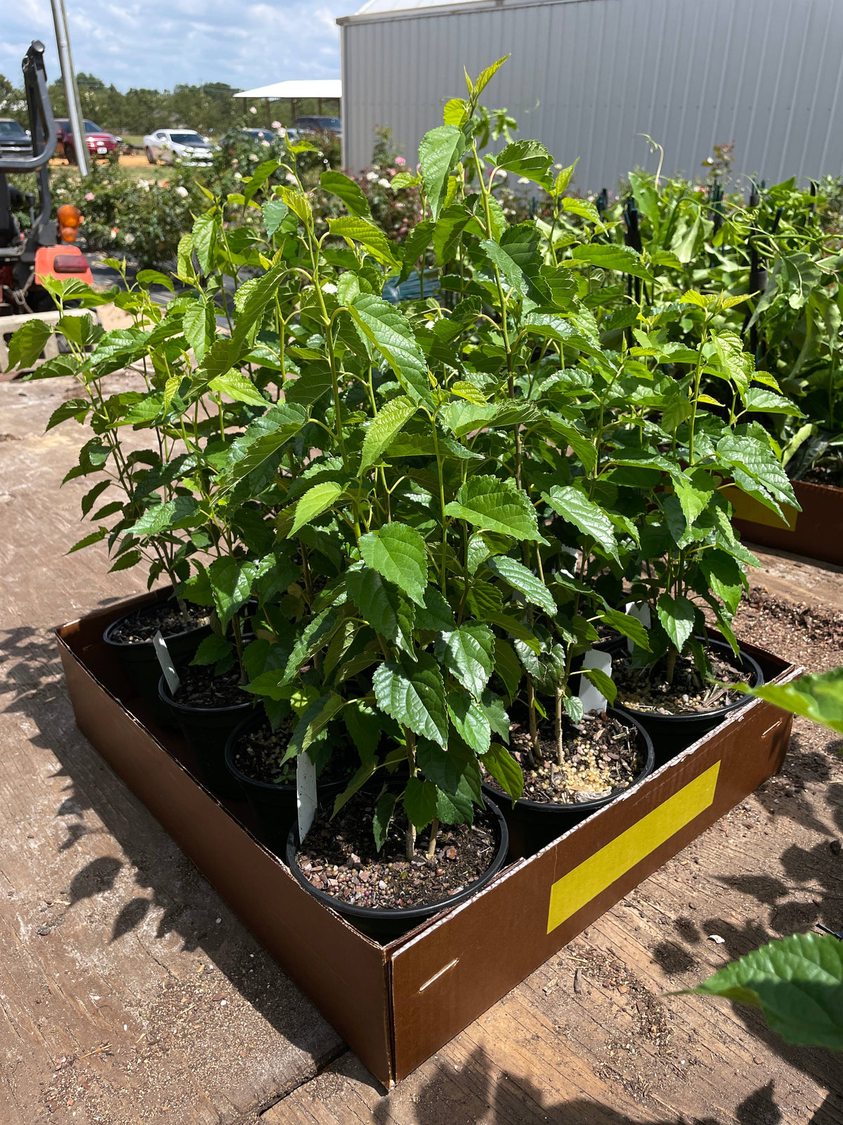 Assorted Fruit Trees (6")