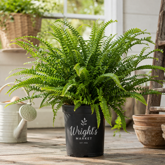 1 Gallon Macho Fern (Nephrolepis biserrata) 🌿