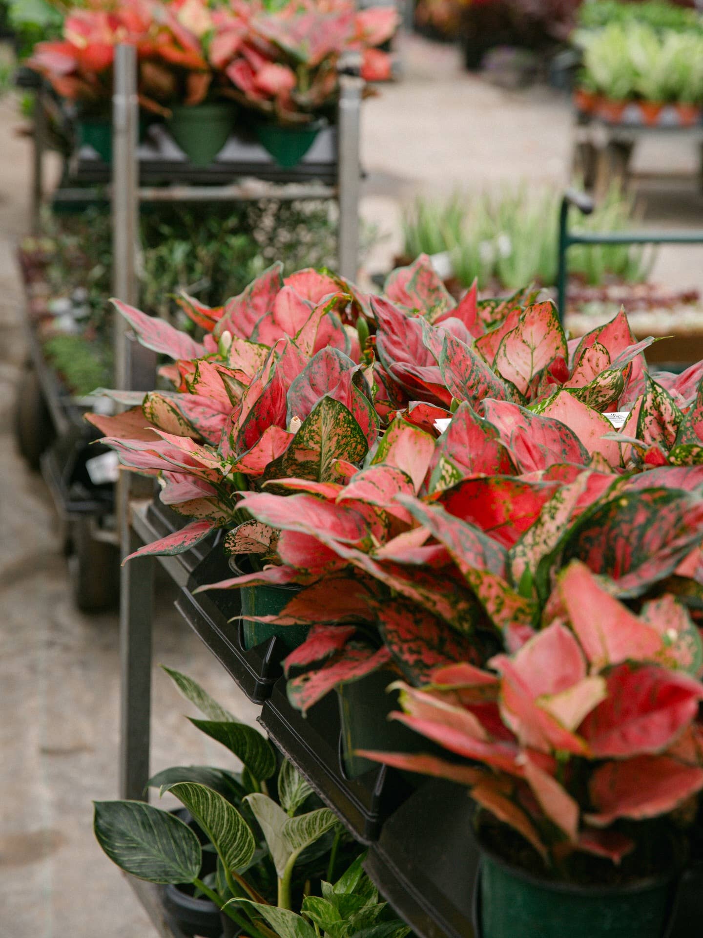 6" Aglaonema Very Red