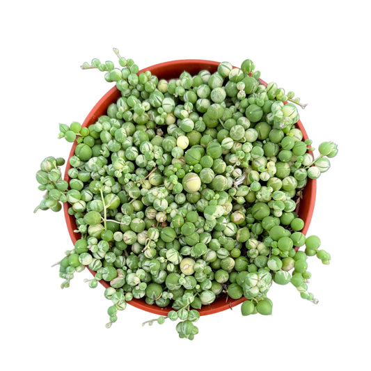 Variegated String of Pearls | 6 inch | Senecio rowleyanus variegata