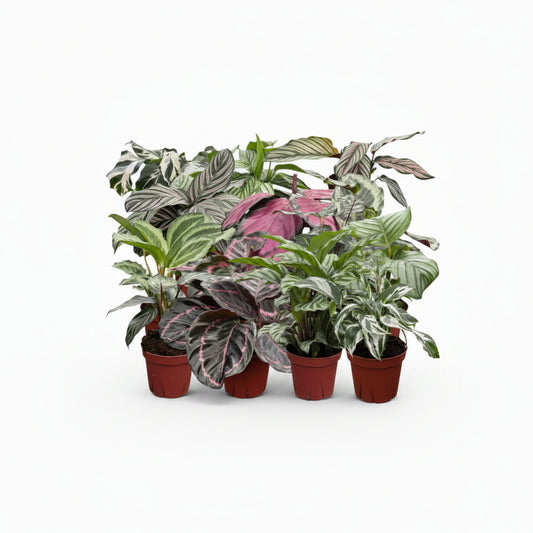 Calathea Assorted Varieties (6" Individually Priced/Growers Choice)