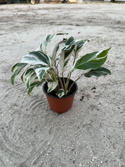 Calathea Fusion White (6")