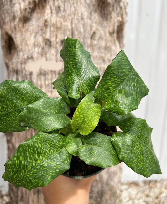 Calathea Musaica (4")