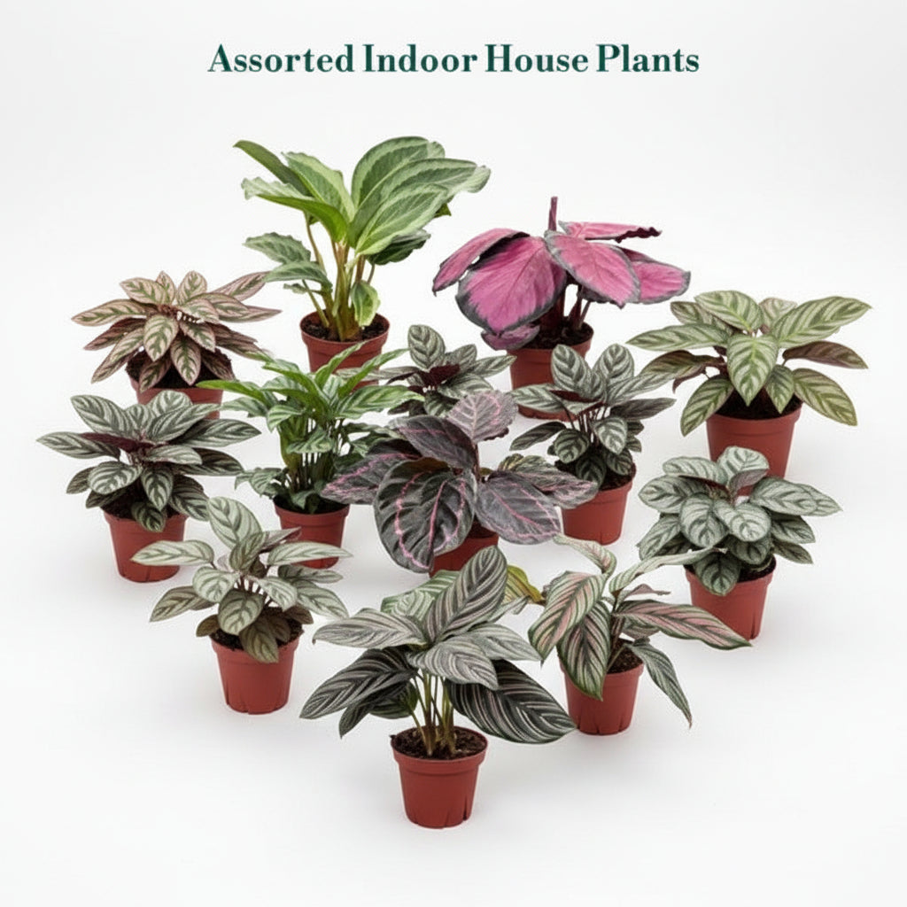 Calathea Assorted Varieties (6" Individually Priced/Growers Choice)