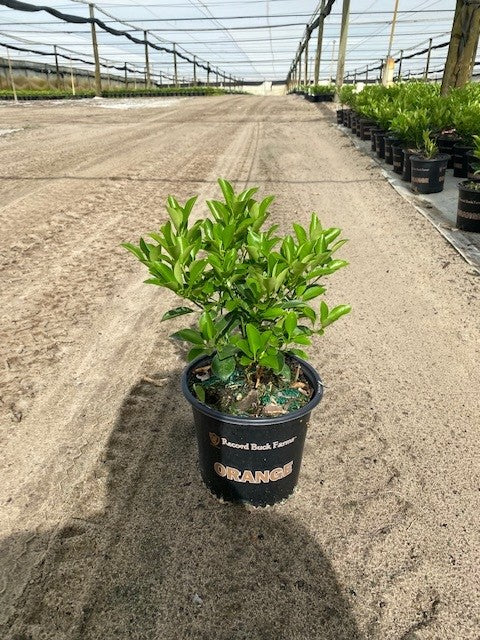 Citrus Calamondin Bush (8")