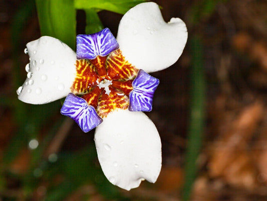 🌿 Walking Iris (Neomarica gracilis) – 1 Gallon