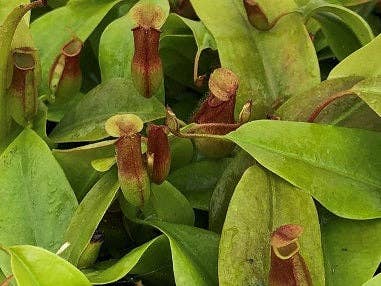 Nepenthes St Gaya (pitcher plant). 6" Hanging Basket.