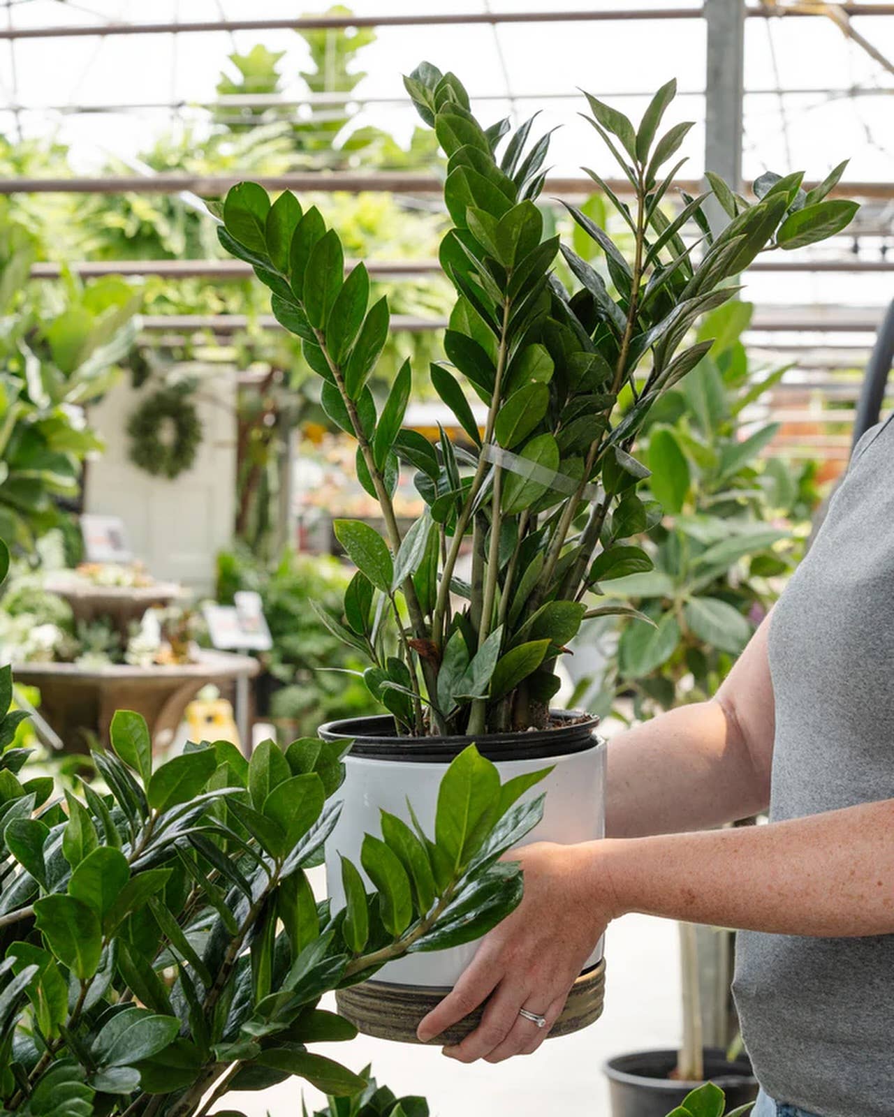 10" Zamioculcas Zamifolia ZZ Plant