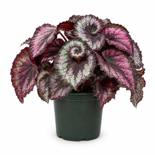 Rex Begonia – 1 Gallon