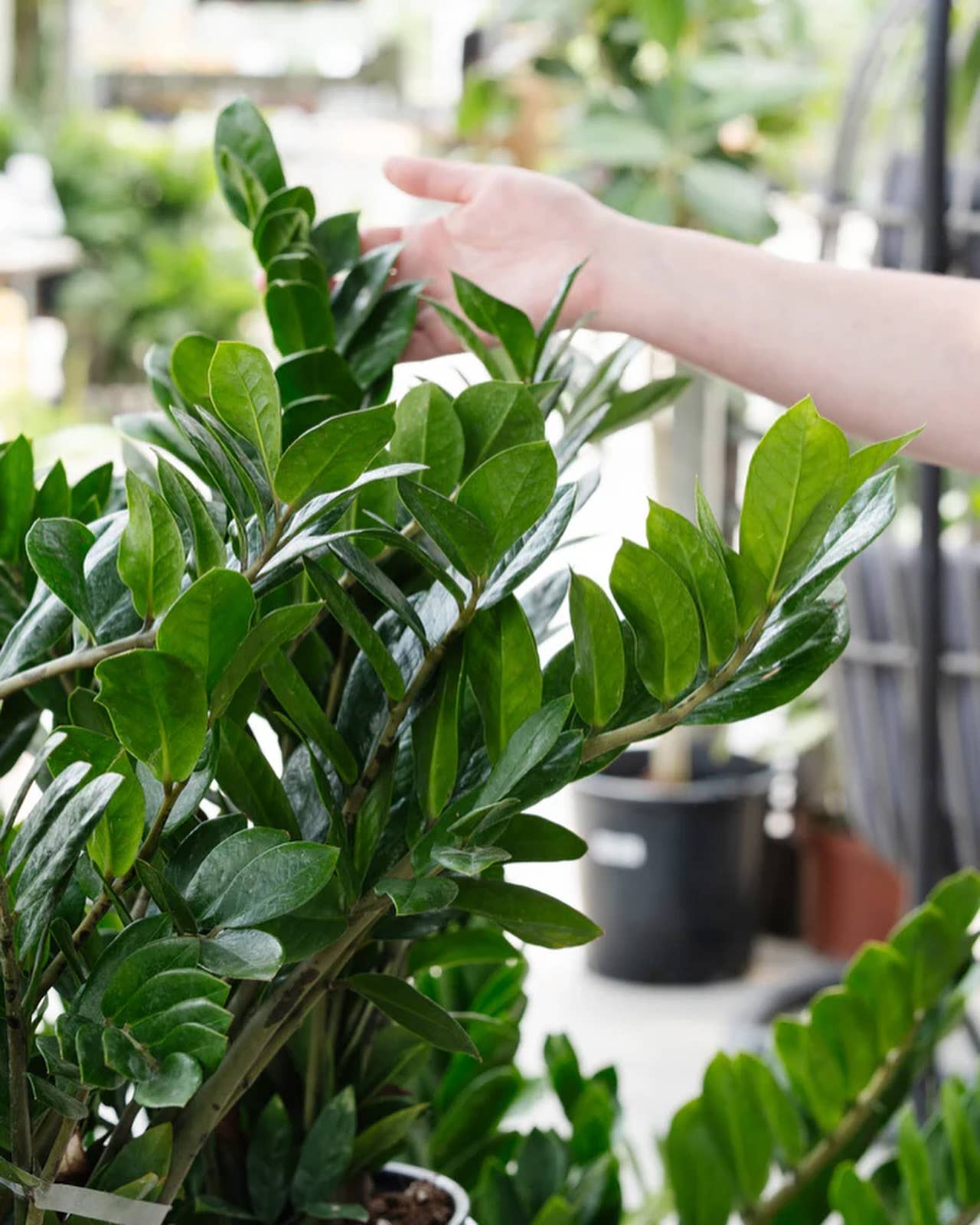 10" Zamioculcas Zamifolia ZZ Plant